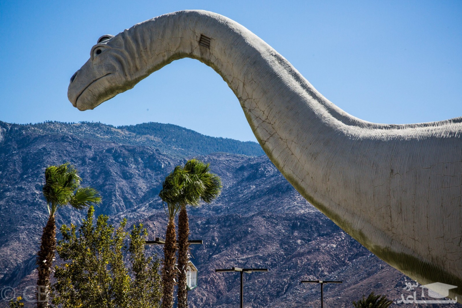 کشف اولین دایناسور مبتلا به عفونت تنفسی!