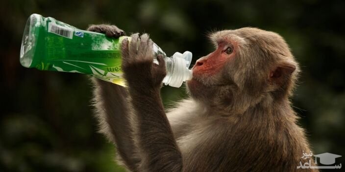 واکسن کرونای آکسفورد میمون‌ها را مصون کرد