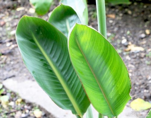 گل پرنده بهشتی خراب