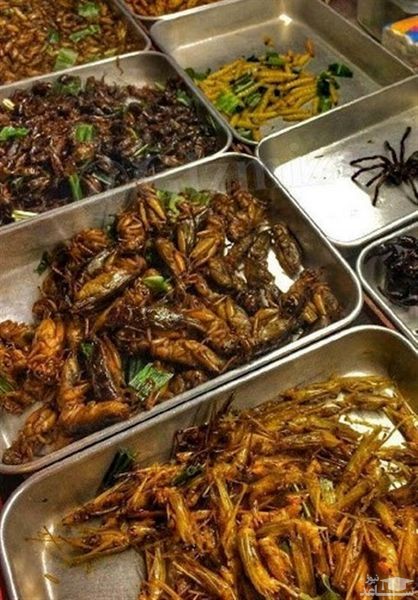 چطور خفاش، موش، سوسک، سگ، قورباغه وارد رژیم‌ غذایی چینی‌ها شد؟