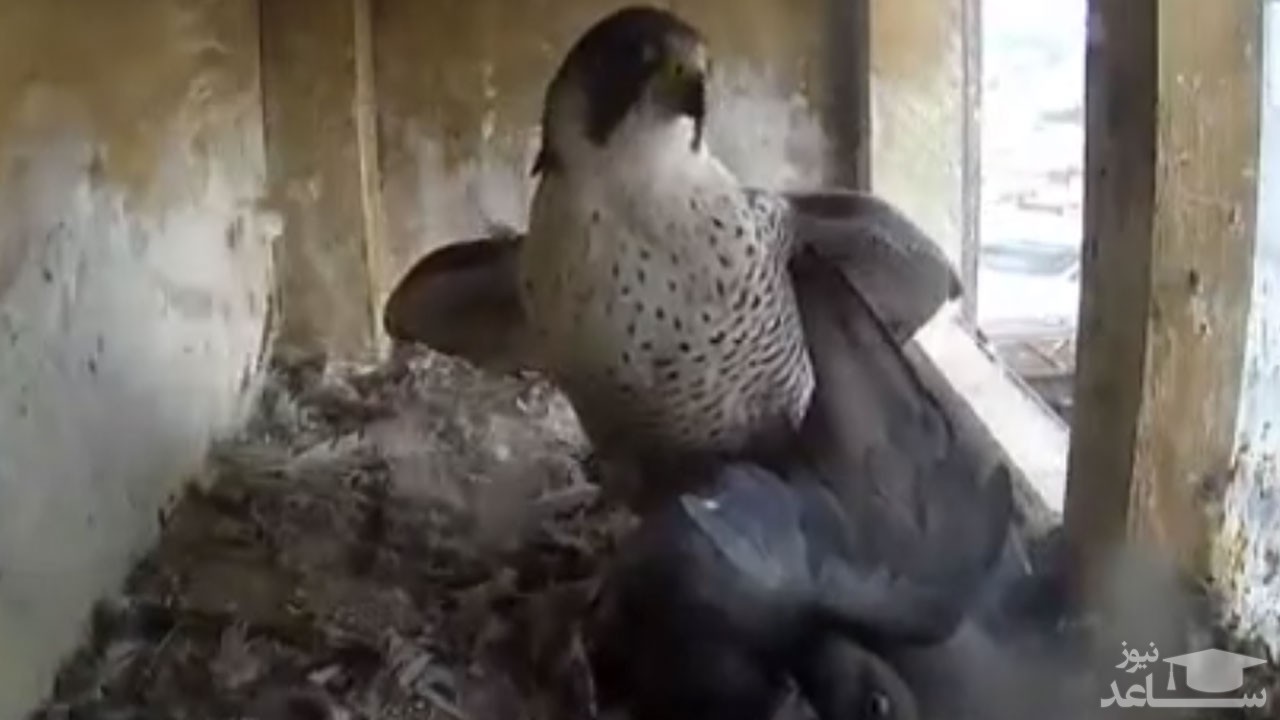 (فیلم) صحنه دلخراش شکار کبوتر توسط شاهین