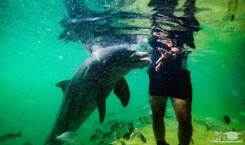 یک گردشگر در حال بازی با دلفین ها در یک مرکز نگهداری دلفین در کوبا/ خبرگزاری فرانسه