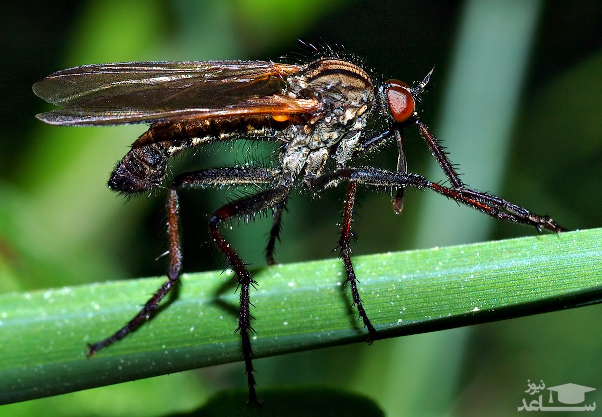 مگس ها از چه انسان هایی خوش شان می آید؟!