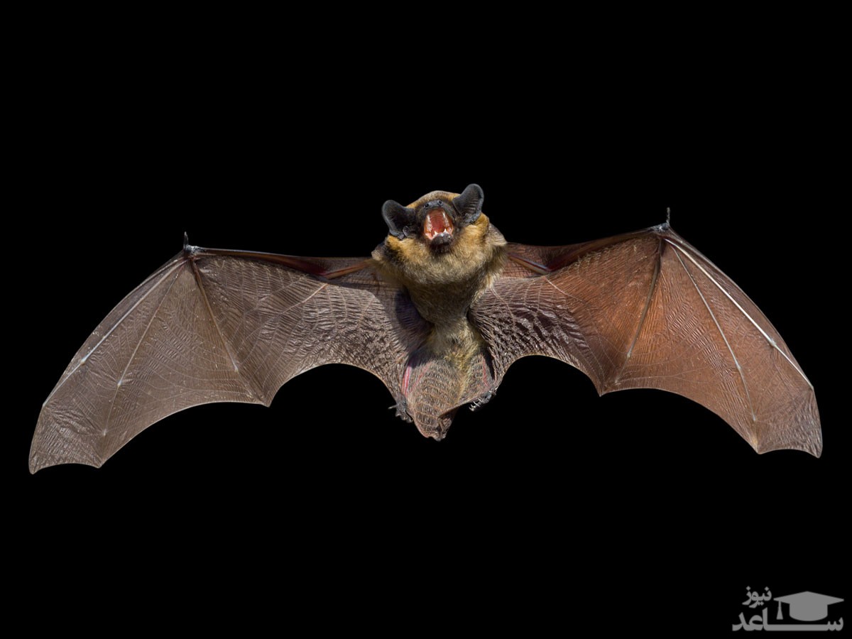 خبر ترسناک / کشف 6 ویروس دیگر از خفاش ها