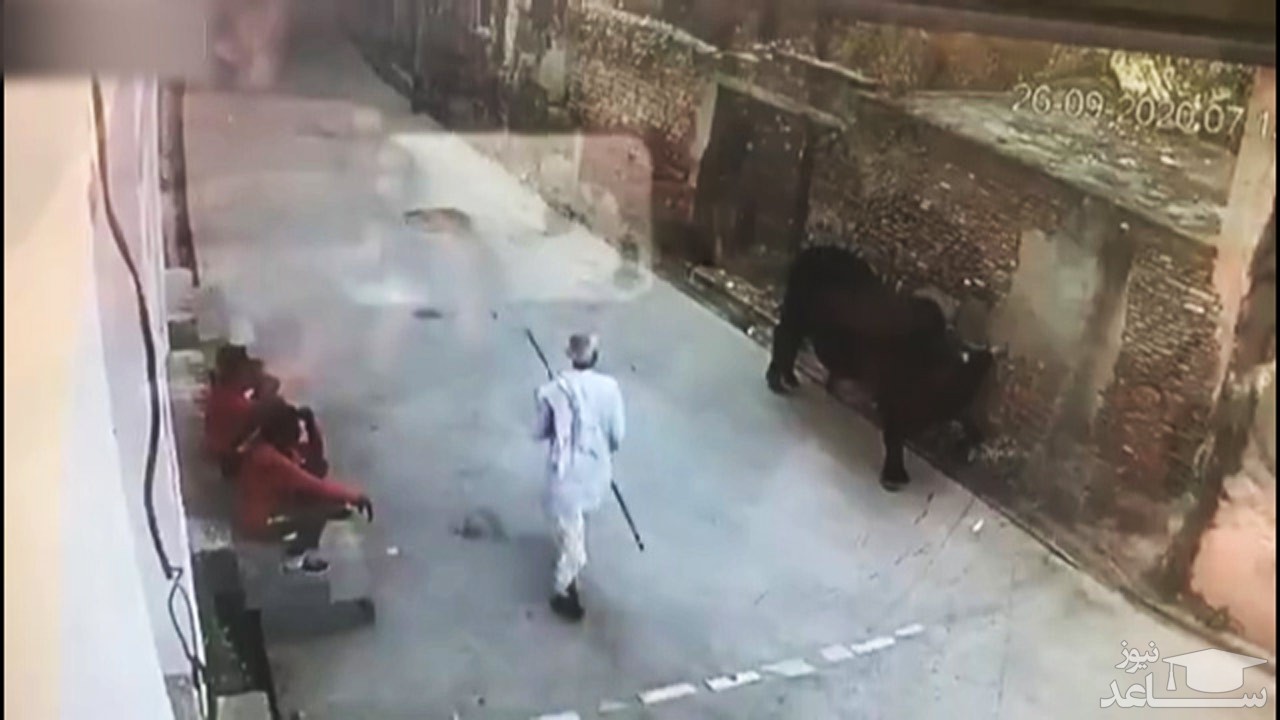 (فیلم) عاقبت سرشاخ شدن یک پیرمرد با گاو