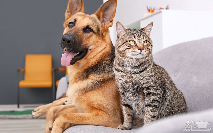 دلایل التهاب روده و معده سگ و گربه