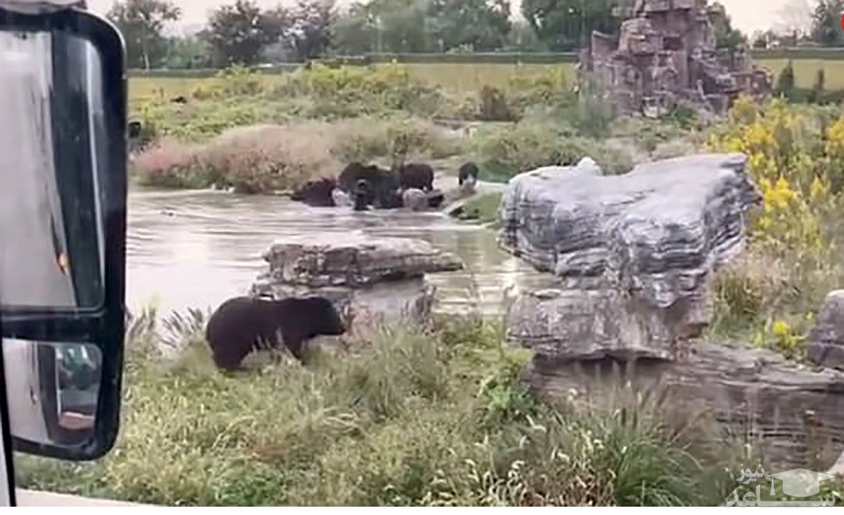 نگهبان باغ وحش زنده زنده توسط 8 خرس خورده شد + فیلم