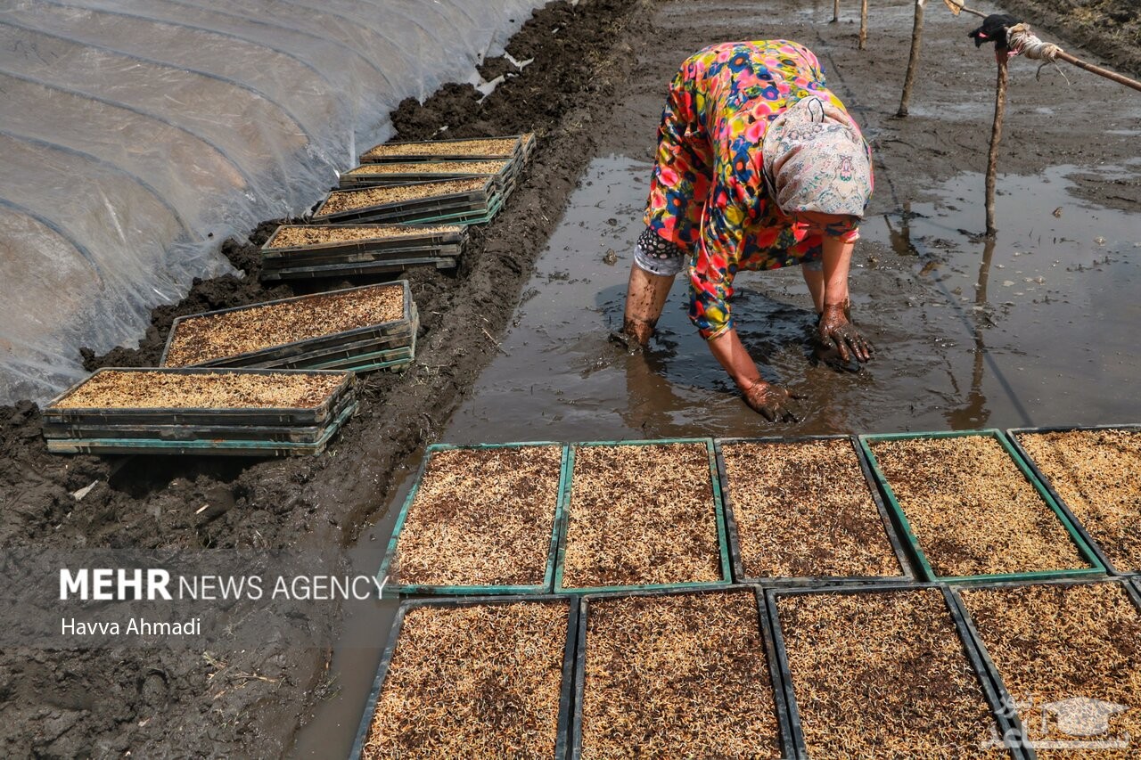 (عکس) خزانه گیری برنج در مازندران