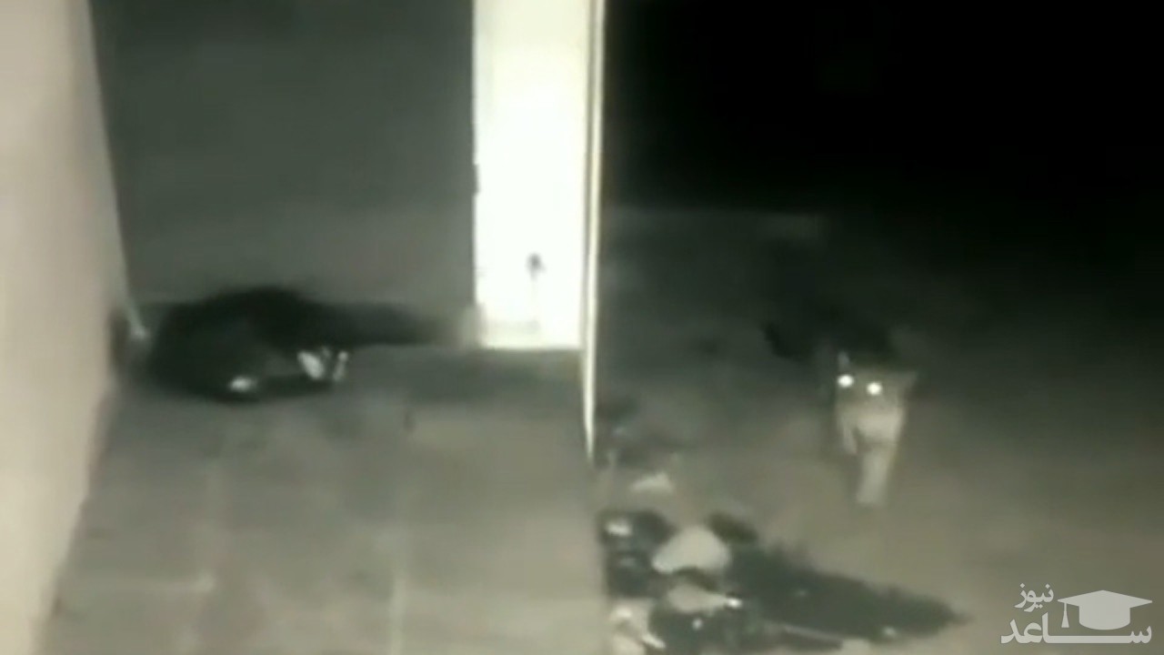 (فیلم) شکار سگ در خواب توسط پلنگ