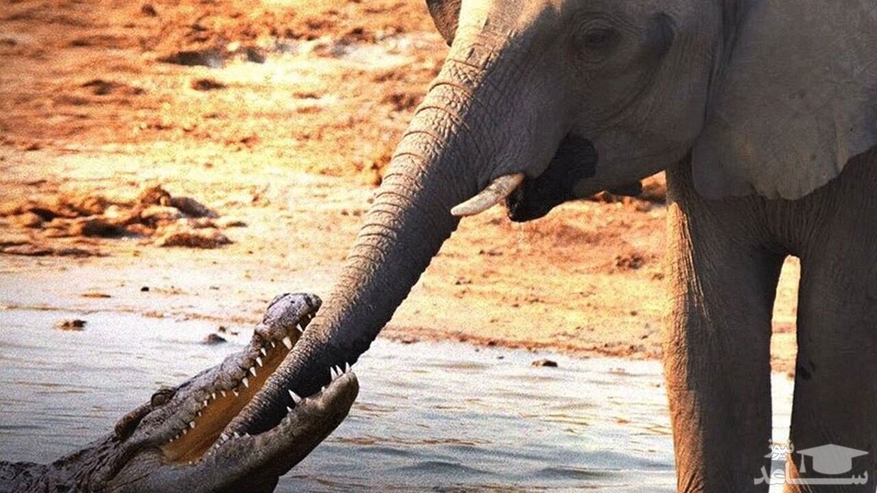 (فیلم) لحظه حمله کروکودیل به فیل بالغ