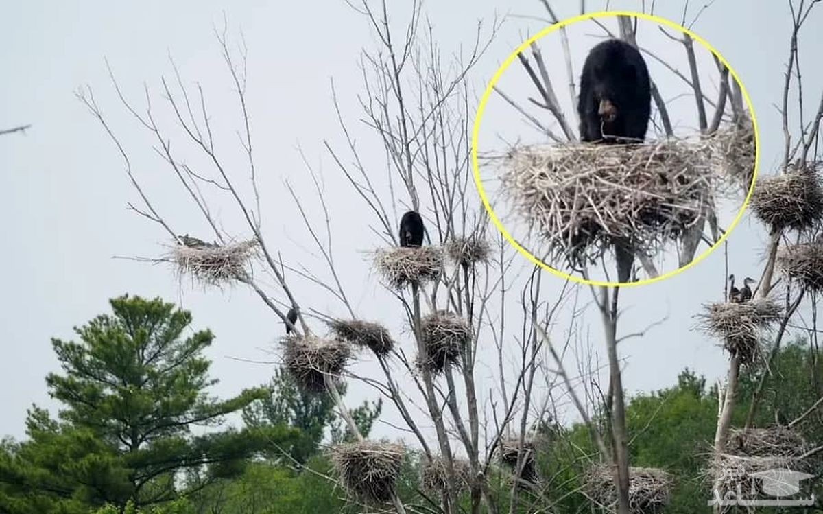 خرس گرسنه بالای لانه پرنده