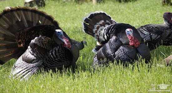 دانلود آهنگ بوقلمون برای کودکان از افکت صوتی انسان و موجودات زنده