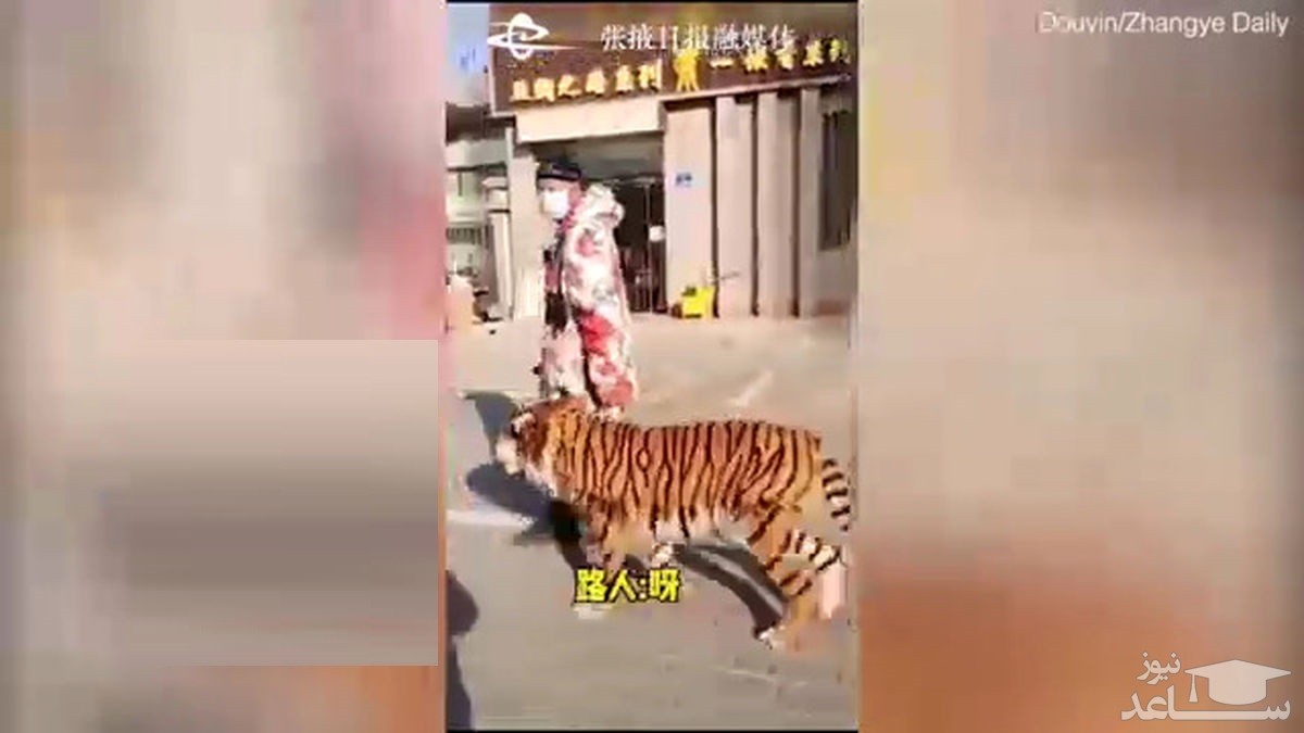 (فیلم) تبدیل عجیب سگ به ببر در چین!