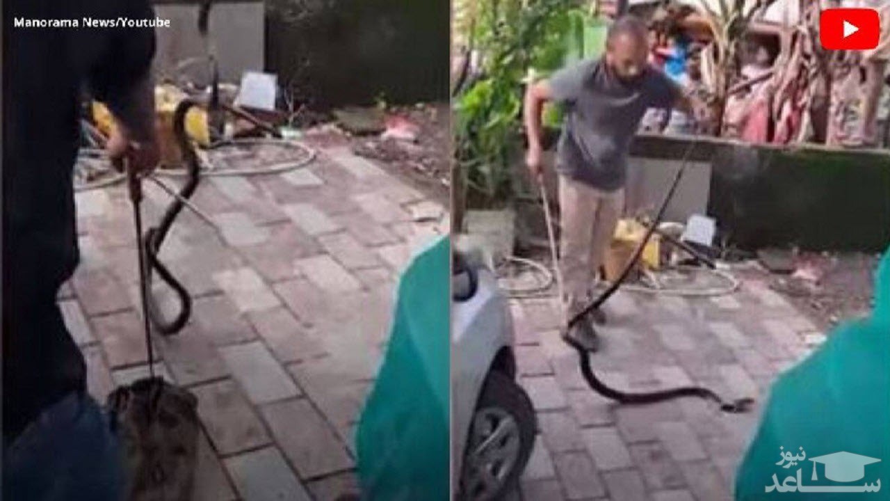 سفر ۲۰۰ کیلومتری ناخواسته راننده با مار شاه کبرا + فیلم