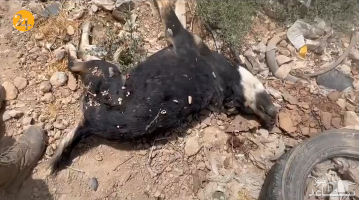 قتل عام بیش از هزار سگ در پناهگاه گندک دماوند