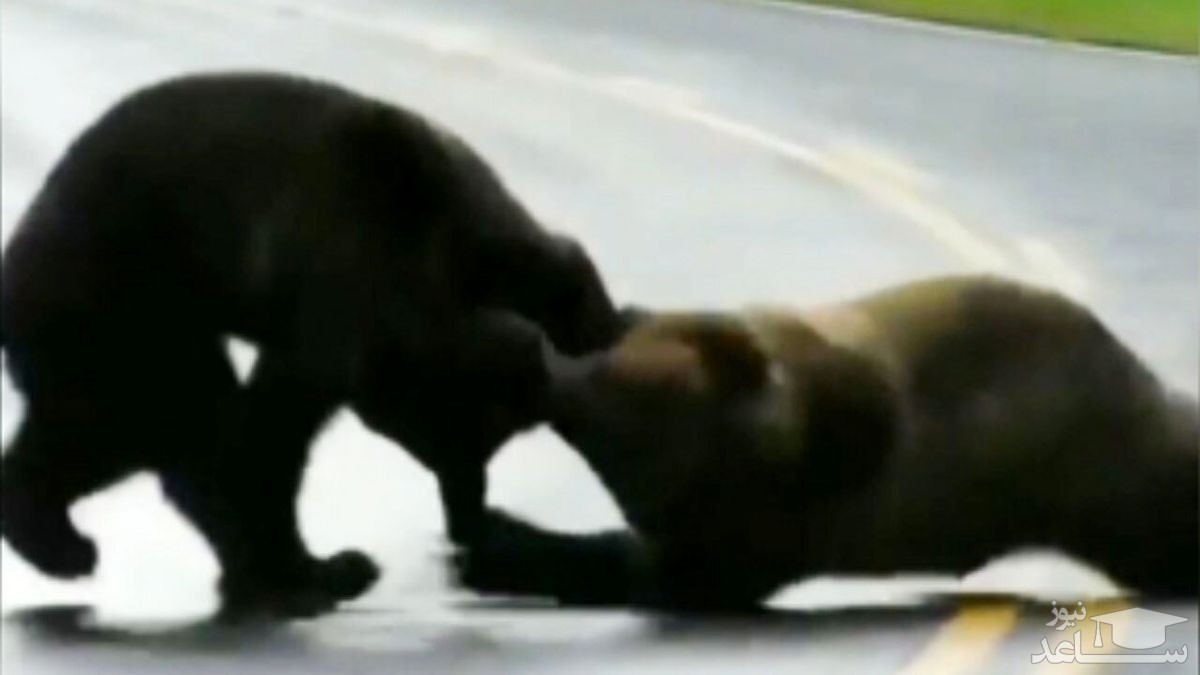 (فیلم) جدال دو خرس گریزلی با یکدیگر در جاده
