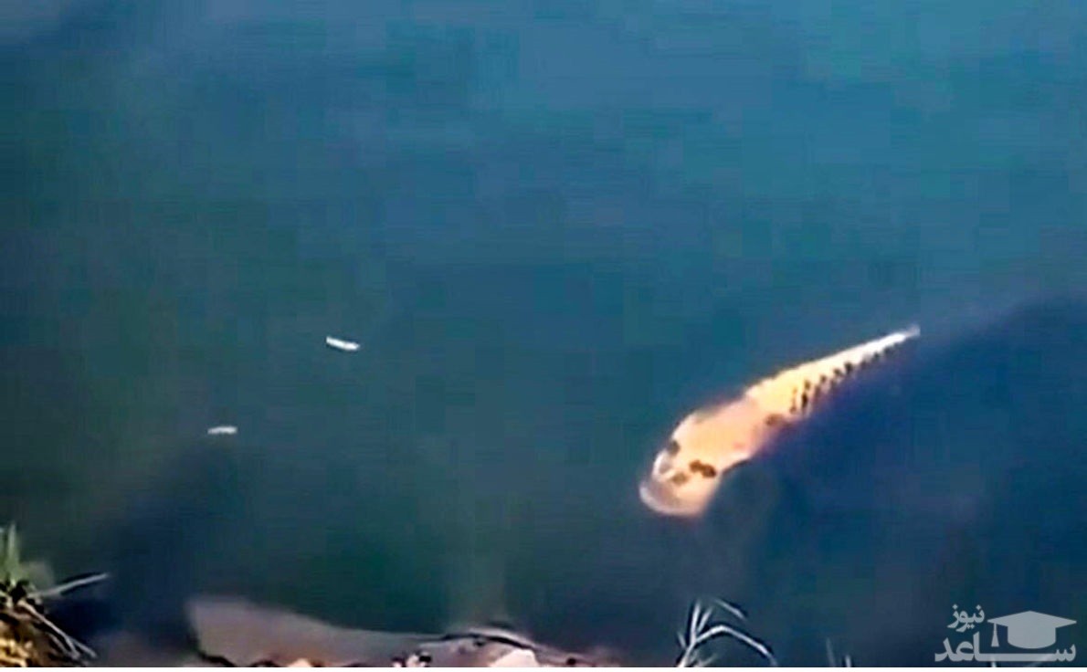 (فیلم) صورت این ماهی شبیه به انسان است