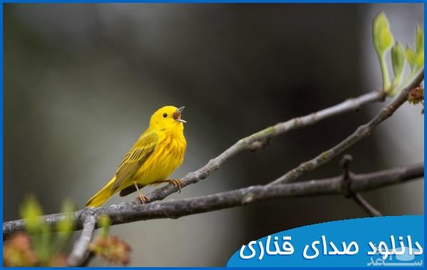 دانلود آهنگ قناری از افکت صوتی انسان و موجودات زنده