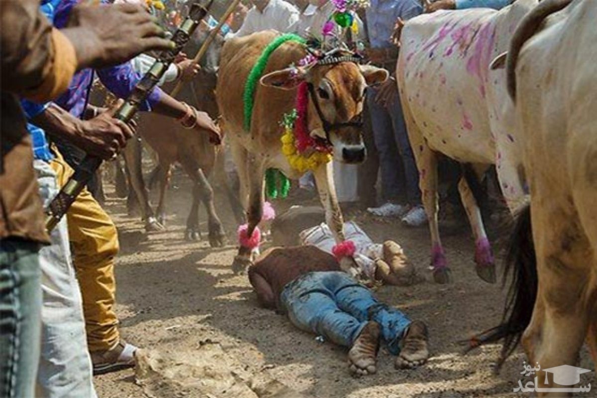 (فیلم) جشنواره لگدمال شدن زیر پای گاوها