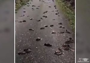 (فیلم) مرگ مشکوک ۳۰۰ پرنده در یک جاده