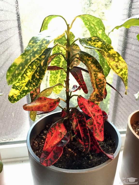 پژمردگی برگ های گل کروتون