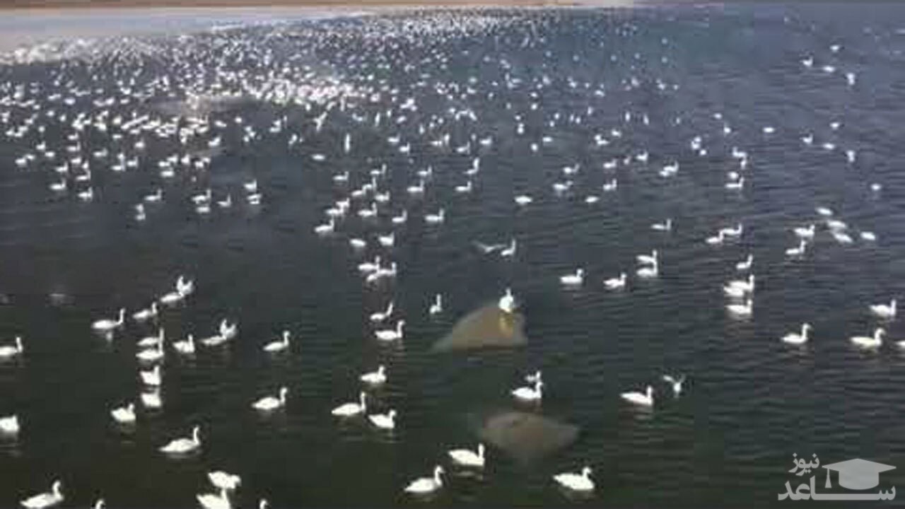 (فیلم) مهاجرت هزاران قوی سفید به ساحل دریای خزر 