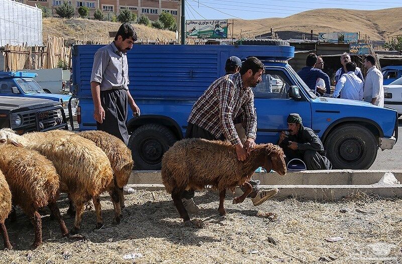 قیمت دام زنده در عید قربان