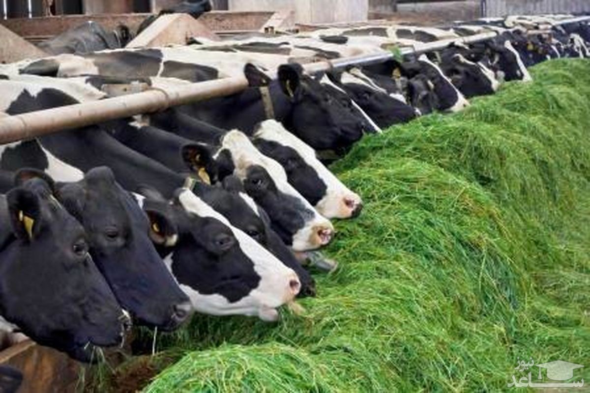 (عکس) حرکت ابتکاری و جالب دامدار ترکیه ای
