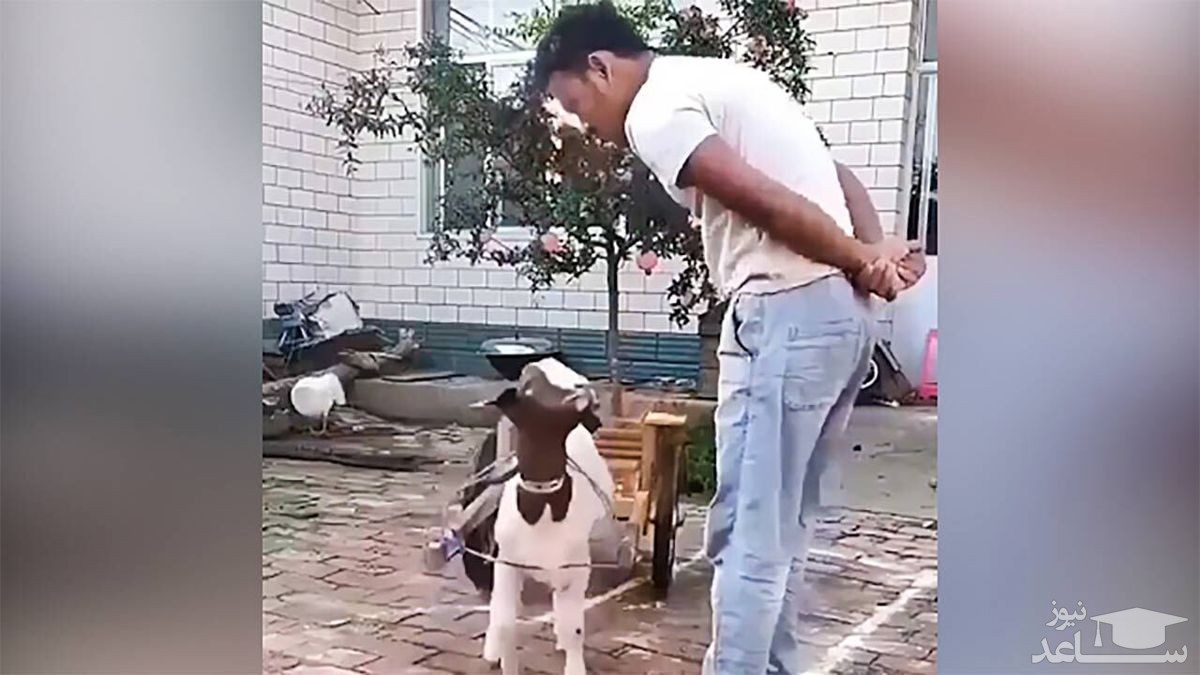 (فیلم) تقلید جالب بزغاله باهوش از صاحبش