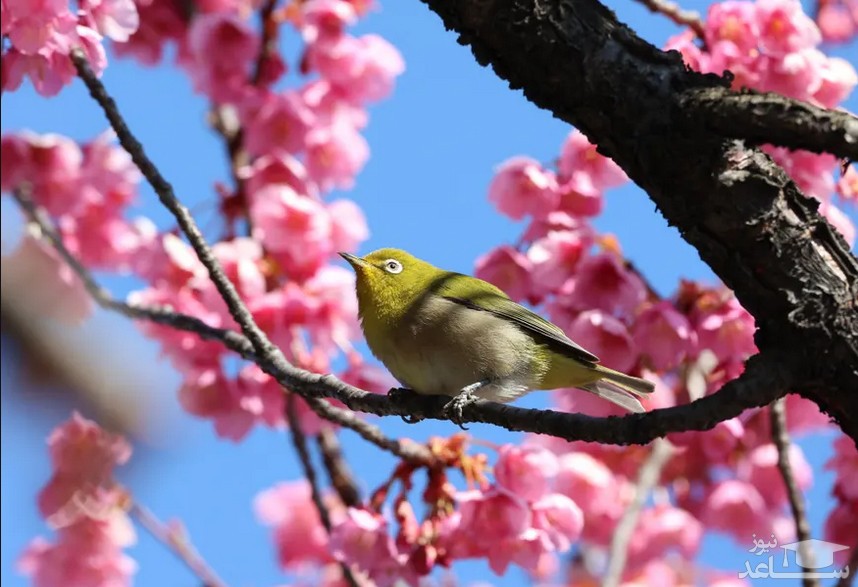 شکوفه های درخت گیلاس در محوطه معبد "اِبرا" در شهر توکیو ژاپن/ شاتر استوک