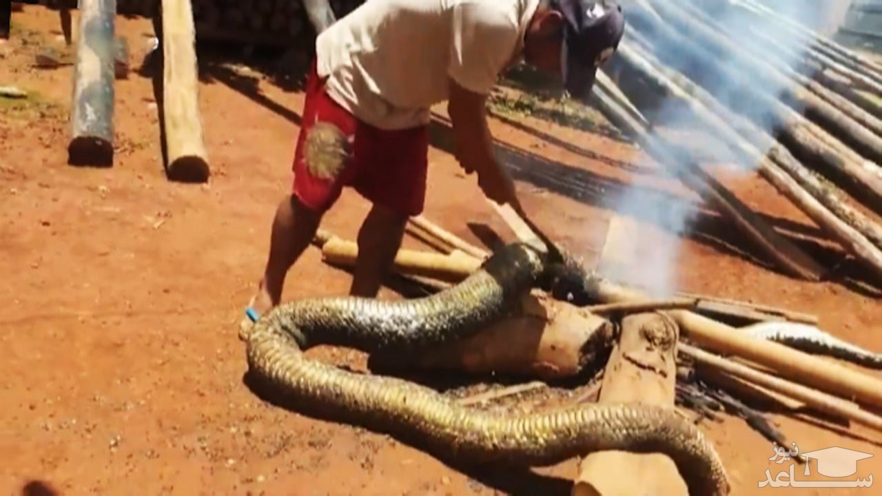 (فیلم) پختن مار پنج متری برای شام!