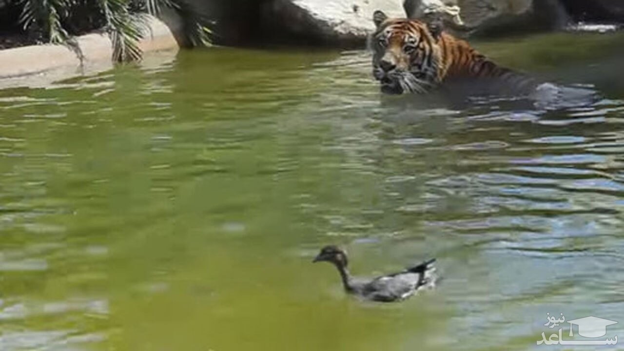 (فیلم) حمله حیرت آور یک اردک به ۲ ببر وحشی!