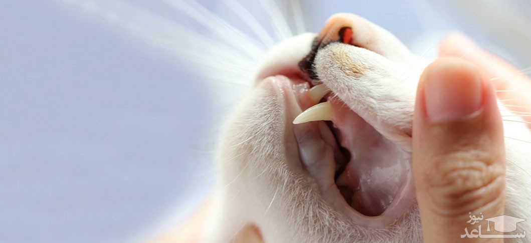 دندان گربه