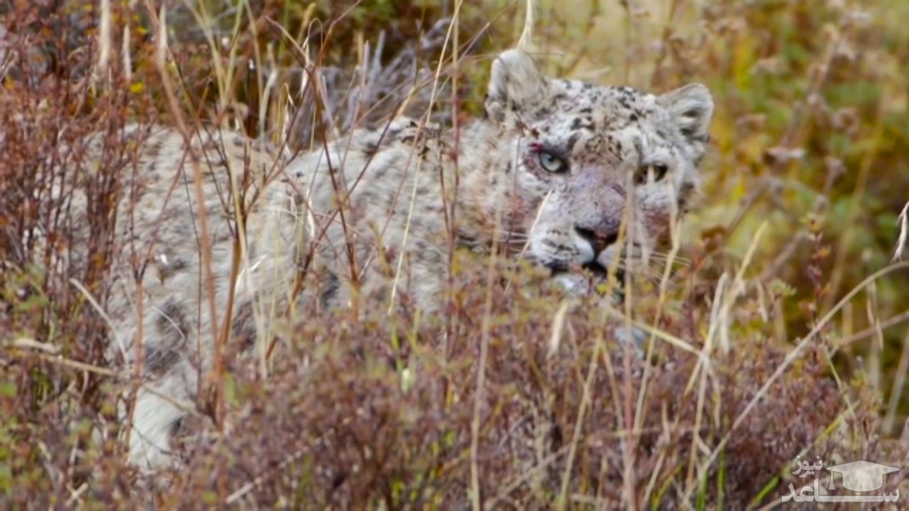 (فیلم) اقدام شجاعانه گاو تبتی برای نجات فرزندش از چنگال پلنگ برفی