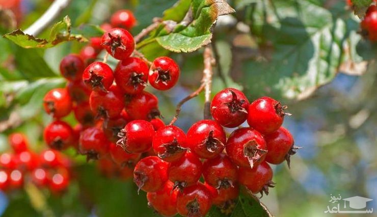 خواص درمانی زالزالک و نحوه مصرف آن