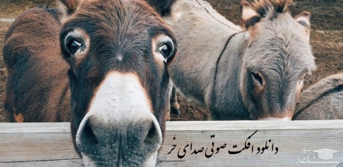 دانلود آهنگ الاغ از افکت صوتی انسان و موجودات زنده