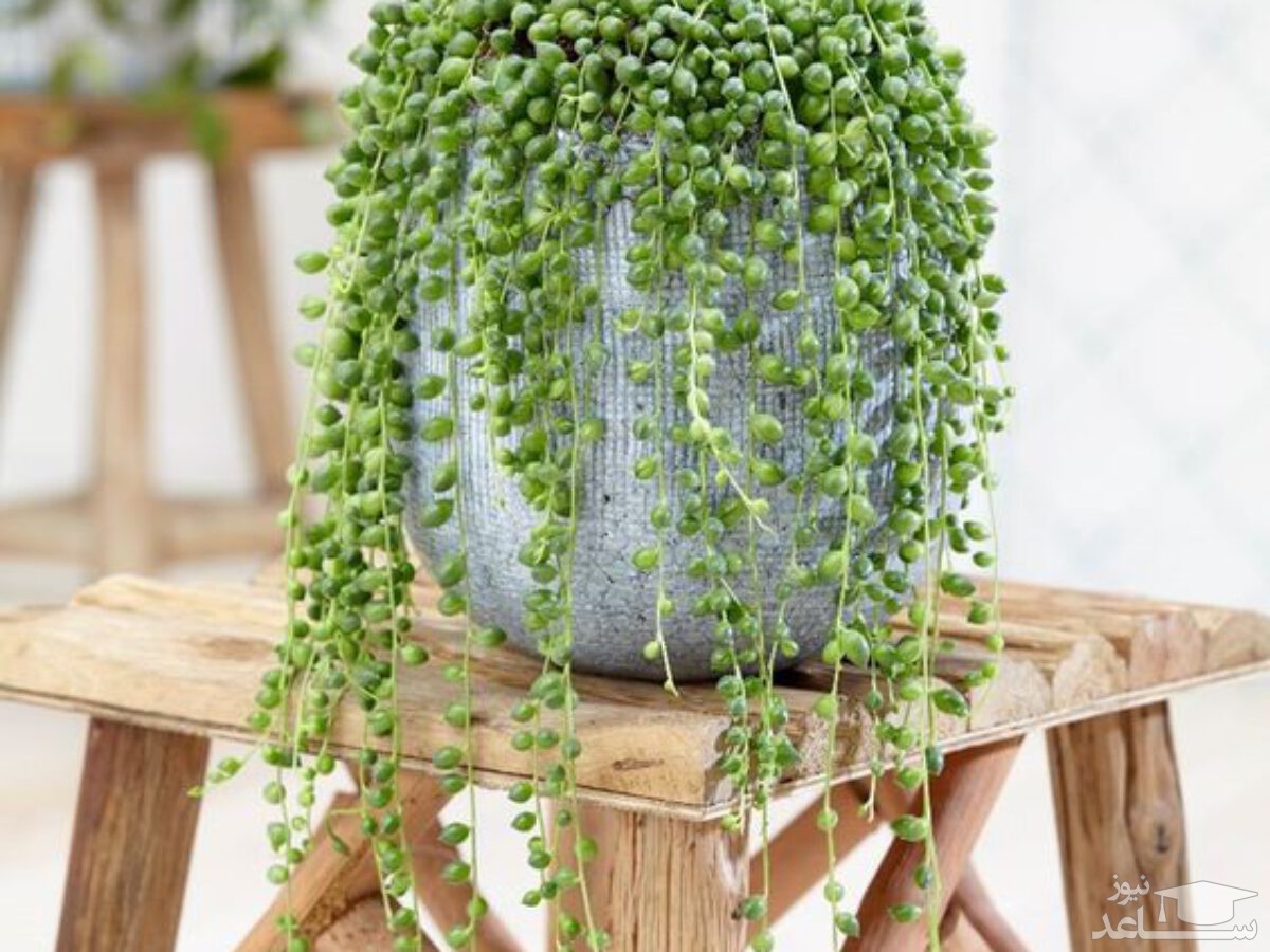 نحوه مراقبت و نگهداری از گیاه ساکولنت غوره ای