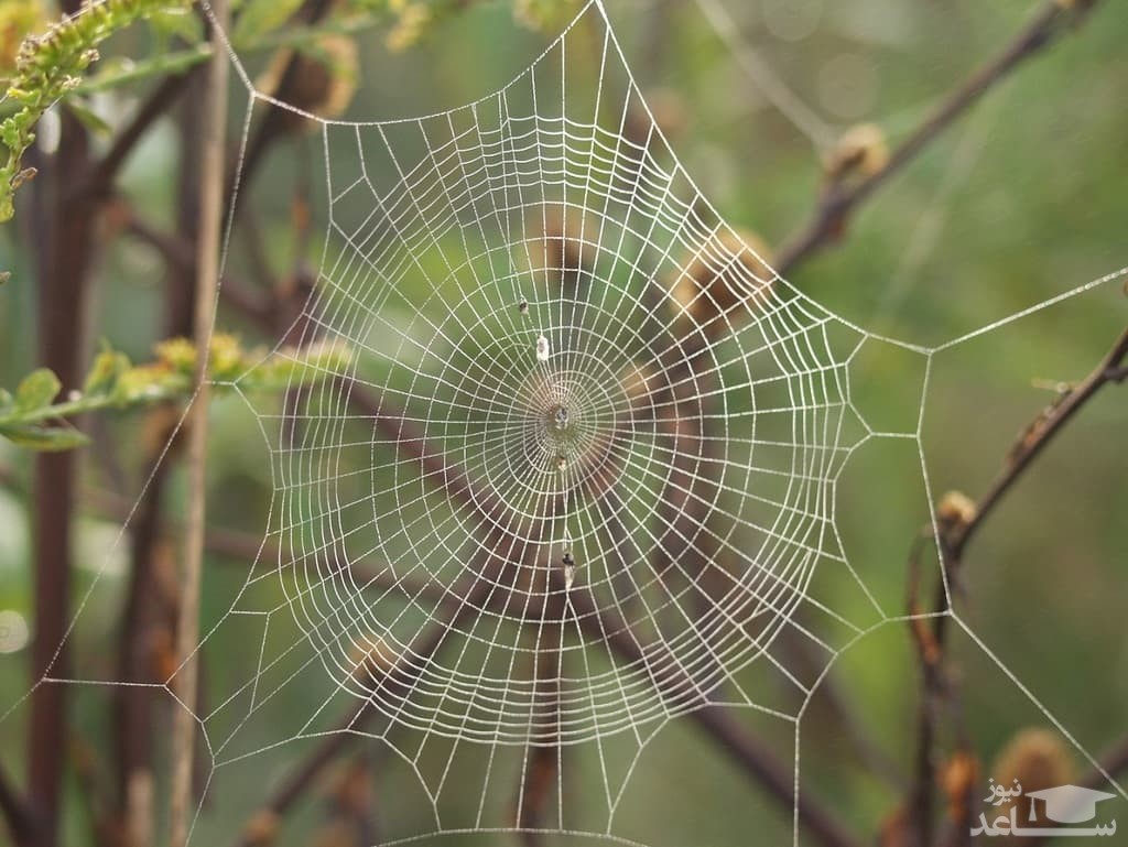 عنکبوتی زیبا به نام جواهر