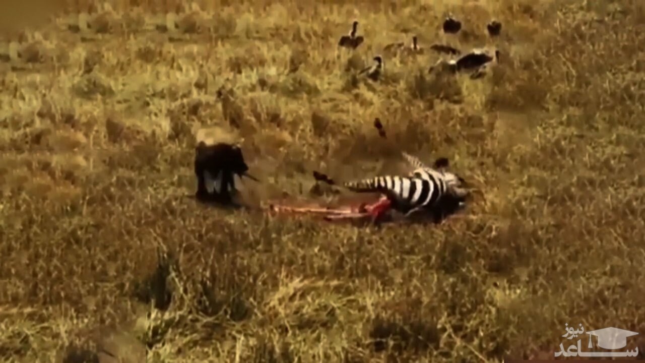 (فیلم) زنده خواری یک گورخر توسط کفتار 