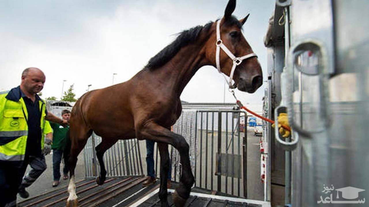 (فیلم) افتادن جنازه از روی اسب، در مراسم تشییع 