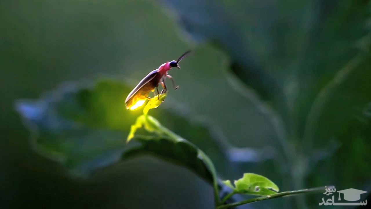 (عکس) درخشش دیدنی کرم‌های شب تاب در جنگل