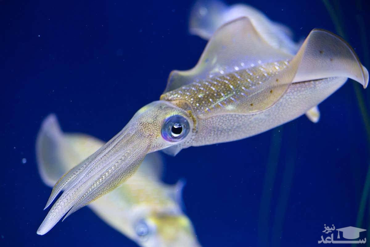 تلاش برای نامرئی کردن انسان با الهام از ماهی‌های مرکب!