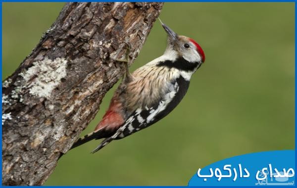 دانلود آهنگ دارکوب از افکت صوتی انسان و موجودات زنده