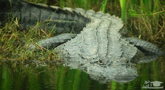 دانلود آهنگ تمساح برای کودکان از افکت صوتی انسان و موجودات زنده