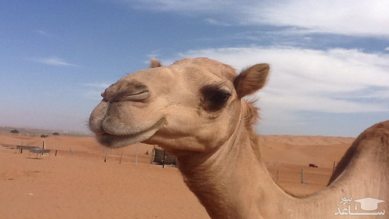 (فیلم) ضربه مغزی شدن قصاب ناوارد با لگد شتر