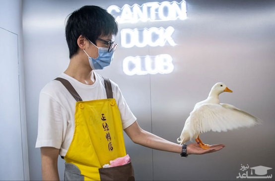 افتتاح نخستین فروشگاه اردک در شهر گوآنگژو چین. در این فروشگاه به مشتریان اجازه داده می شود تا یک ساعت با اردک ها بازی کنند./ گتی ایمجز