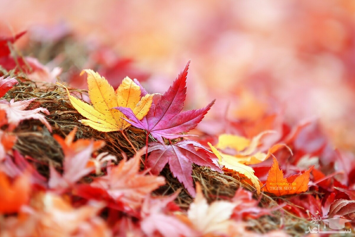 کاربردهای برگ های پاییزی در باغبانی و نگهداری باغچه