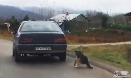 صدور حکم متهم سگ آزاری در گیلان