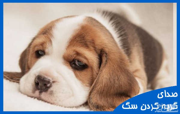 دانلود آهنگ گریه کردن سگ 1 از افکت صوتی انسان و موجودات زنده