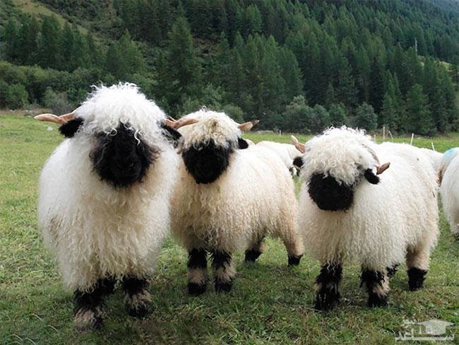 (عکس) بامزه ترین گوسفندان دنیا در سوئیس!